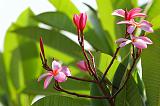 Fleurs 055